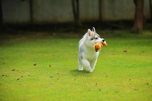 cachorro husky siberiano jugando con muñeca en el parque. cachorro esponjoso desatado en el campo de hierba. foto