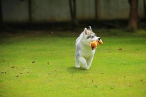 Siberian Husky puppy playing with doll at the park. Fluffy puppy unleashed in grass field. photo