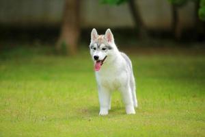 Siberian Husky puppy smiling at the park. Fluffy puppy unleashed in grass field. photo