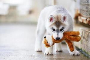 cachorro husky siberiano jugando con muñeca. cachorro esponjoso con juguete en la boca. foto