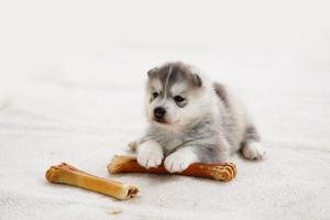 Siberian husky puppy with bone lying on carpet. Fluffy puppy with bone. photo