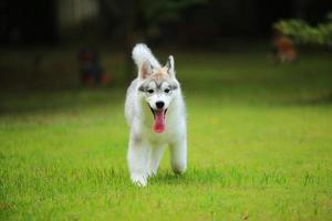 Siberian Husky puppy smiling at the park. Fluffy puppy unleashed in grass field. photo