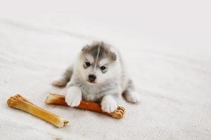 cachorro de husky siberiano con hueso acostado en la alfombra. cachorro esponjoso con hueso. foto