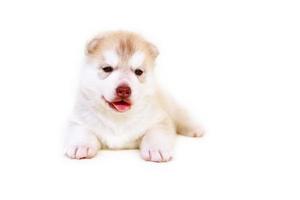 New born Siberian husky puppy light red and white colors lying on white background. New born fluffy puppy smiling isolated on white background. photo