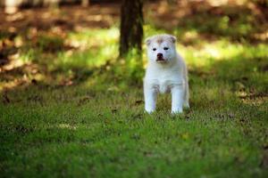 cachorro de husky siberiano en el parque. cachorro esponjoso desatado en el campo de hierba. foto