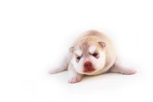 New born Siberian husky puppy light red and white colors lying on white background. New born fluffy puppy isolated on white background. photo