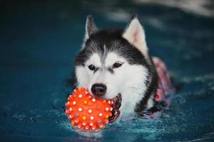 husky siberiano sosteniendo un juguete en la boca y nadando en la piscina. perro nadando perro jugando con juguete. foto