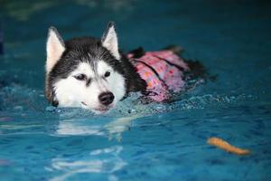 Siberian husky playing floating toy and swimming in the pool. Dog swimming. Dog playing with toy. photo