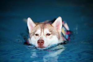 husky siberiano con chaleco salvavidas y nadando en la piscina. perro nadando foto