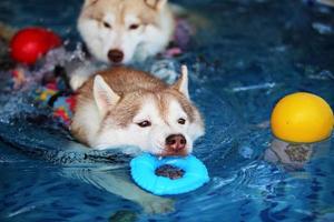 Both of Siberian huskies playing toy together and swimming in the pool. Dogs swimming. Dogs playing with toy. photo