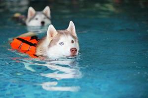 Both of Siberian huskies wearing life jacket and swimming together in the pool. Dogs swimming. photo