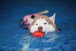 husky siberiano sosteniendo un juguete en la boca y nadando en la piscina. perro nadando perro jugando con juguete. foto