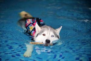 Siberian husky holding toy in mouth and swimming in the pool. Dog swimming. Dog playing with toy. photo