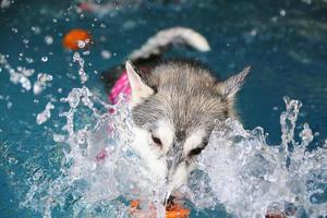 Siberian husky chasing toy and making splash water in swimming pool. Dog swimming. Dog playing with toy. photo