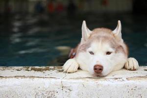 Siberian husky wearing life jacket and swimming in the pool. Dog swimming. photo