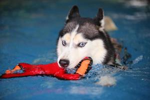 husky siberiano sosteniendo un juguete en la boca y nadando en la piscina. perro nadando perro jugando con juguete. foto