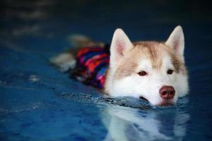 Siberian husky wearing life jacket and swimming in the pool. Dog swimming. photo