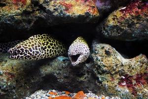 Pairs of Laced moray or Gymnothorax favagineus in the coral reef.