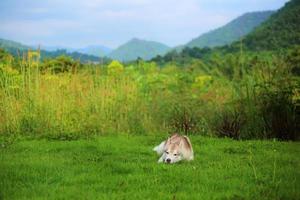 Siberian husky lying on grass field have mountain and nature background. Lazy dog unleashed in countryside. photo