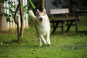 Siberian Husky running at the park. Dog unleashed in grass field. photo