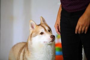 Siberian husky standing beside owner. Dog with owner. photo