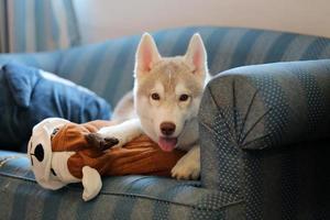 cachorro husky siberiano acostado en el sofá en la sala de estar. perro con muñeca en el sofá. foto