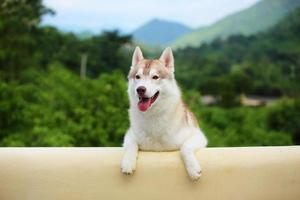 Siberian Husky in grass field with mountain background, happy dog, dog smiling, dog portrait photo