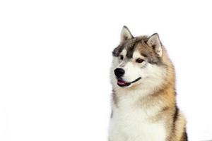 Siberian Husky gray and white colors portrait with white background and have copy space. photo