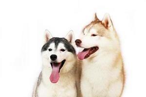 un par de huskies siberianos sonriendo con fondo blanco. foto