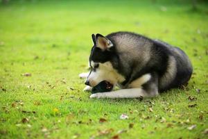 Siberian husky lying and hold toy in mouth at the park. Dog unleashed at grass field. photo