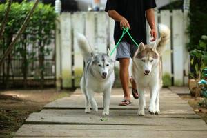 perros caminando con correa con el dueño en el parque, ambos de husky siberiano con paseador de perros foto