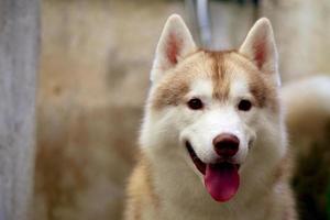 Siberian Husky portrait. Fluffy dog face. photo
