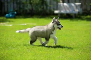 Siberian Husky puppy running at the park. Fluffy puppy unleashed in grass field. photo