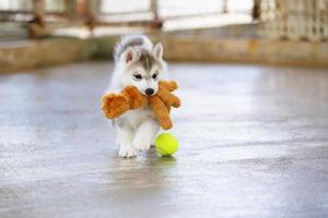 cachorro husky siberiano jugando con muñeca y pelota de tenis. cachorro esponjoso con juguete en la boca. foto