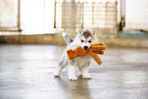 Siberian husky puppy playing with doll. Fluffy puppy with toy in mouth. photo