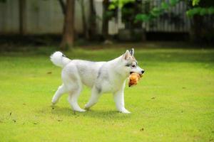 Siberian Husky puppy playing with doll at the park. Fluffy puppy unleashed in grass field. photo