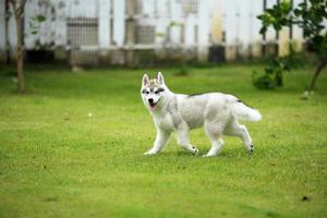 Siberian Husky puppy walking at the park. Fluffy puppy unleashed in grass field. photo