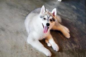 Siberian husky puppy with bone lying on floor. Fluffy puppy. photo