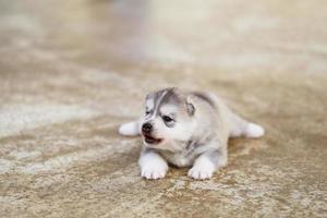 Siberian husky puppy lying on floor. Fluffy puppy. photo