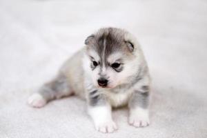 Siberian husky puppy lying on floor. Fluffy puppy. photo