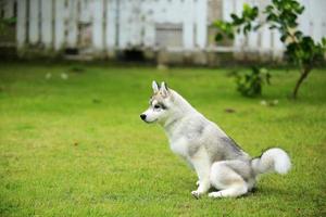 Siberian Husky puppy at the park. Fluffy puppy unleashed in grass field. photo