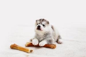 Siberian husky puppy with bone lying on carpet. Fluffy puppy with bone. photo