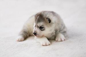 Siberian husky puppy lying on floor. Fluffy puppy. photo