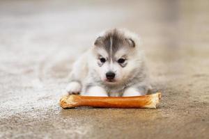 Siberian husky puppy with bone lying on floor. Fluffy puppy with bone. photo