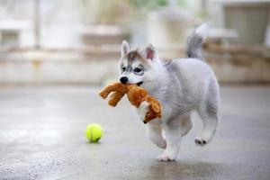 Siberian husky puppy playing with doll and tennis ball. Fluffy puppy with toy in mouth. photo