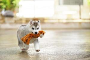 Siberian husky puppy playing with doll. Fluffy puppy running with toy in mouth. photo