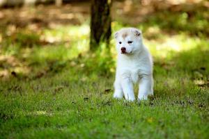 Siberian Husky puppy at the park. Fluffy puppy unleashed in grass field. photo