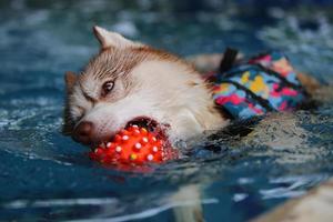 Siberian husky holding toy in mouth and swimming in the pool. Dog swimming. Dog playing with toy. photo