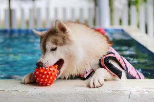 husky siberiano sosteniendo un juguete en la boca y nadando en la piscina. perro nadando perro jugando con juguete. foto