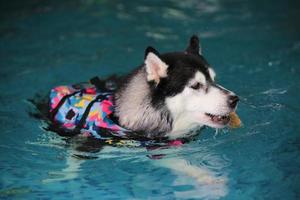 Siberian husky holding toy in mouth and swimming in the pool. Dog swimming. Dog playing with toy. photo